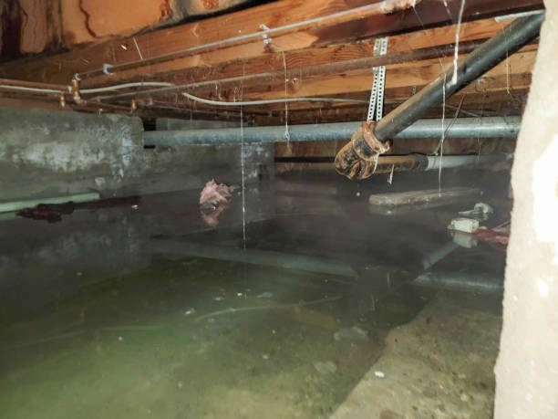 Best Local water damage restoration  in Verona Walk, FL