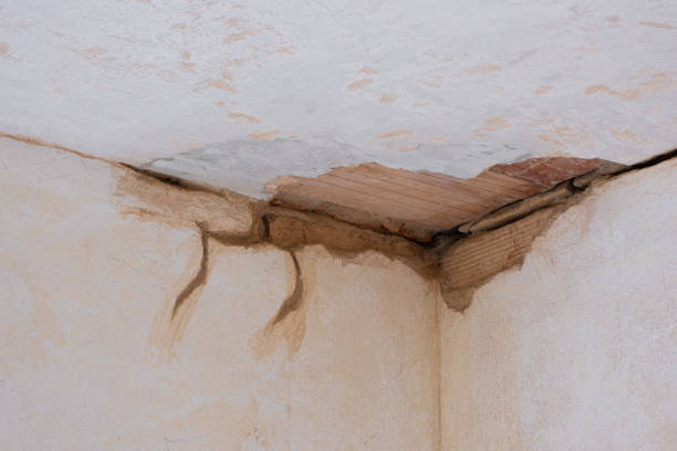 Best Mold removal after water damage  in Verona Walk, FL